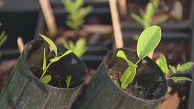 How you can attract butterflies to your garden