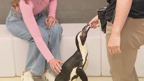Penguin Encounter at the Florida Aquarium