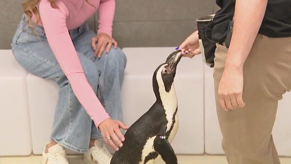 Penguin Encounter at the Florida Aquarium