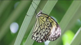 Butterfly population plummeting across U.S.