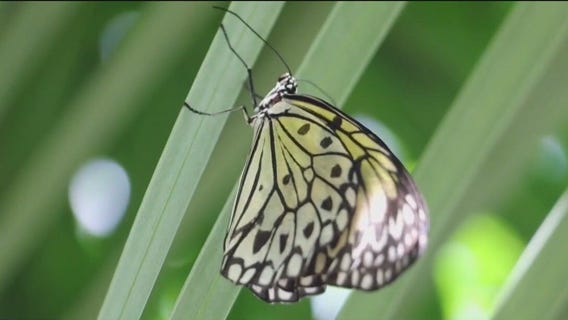 Butterfly population plummeting across U.S.