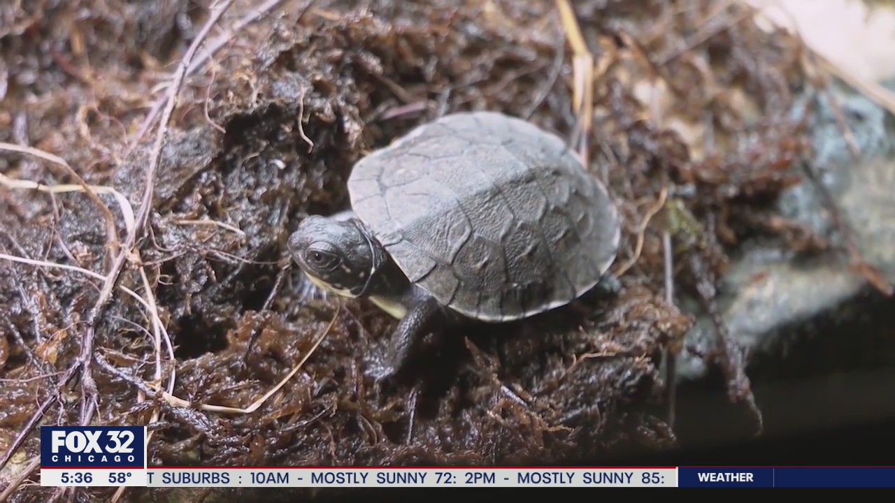 Rare species of turtle gets much needed lift from local ecologists