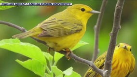 Certain birds experience ?road rage?