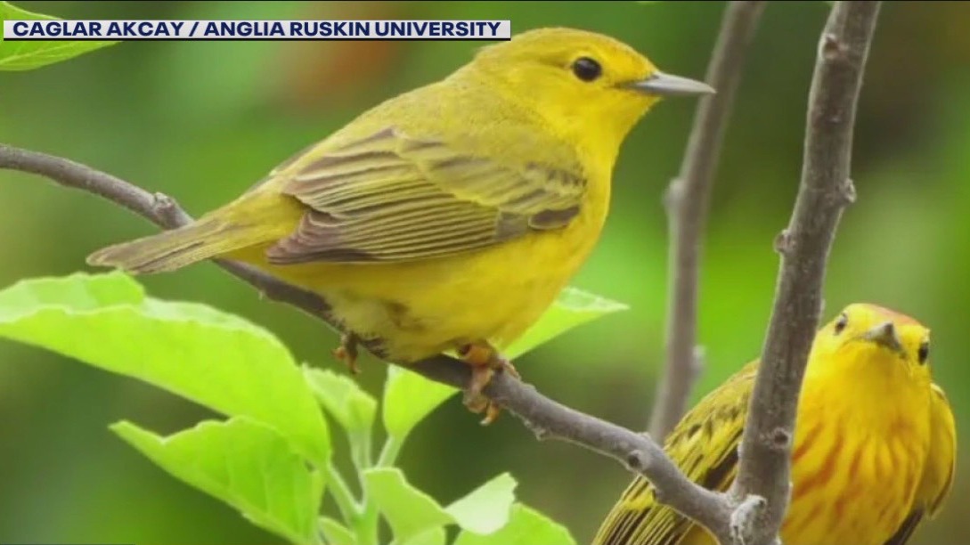 Certain birds experience ?road rage?