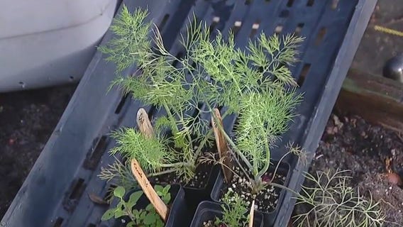 Planting herbs in your garden