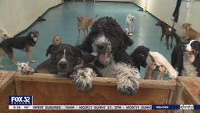 Lovin' Local: Rex's Place in Evanston