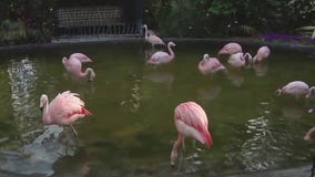 Charley's World | Sunken Gardens in St. Pete