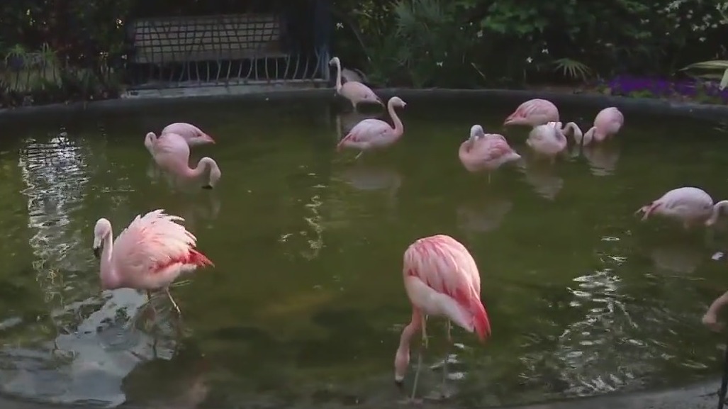 Charley's World | Sunken Gardens in St. Pete