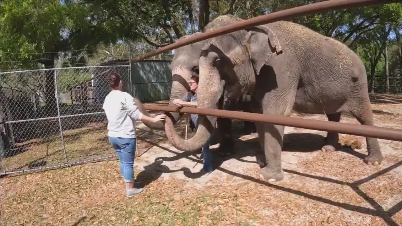 Inside this Florida ranch with rescued elephants