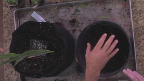 Growing in containers