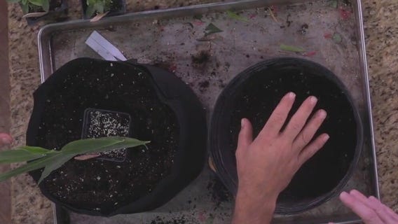 Growing in containers