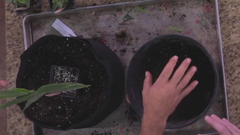 Growing in containers