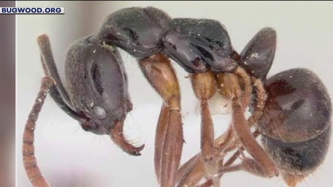 Invasive needle ants surging in southeast U.S.