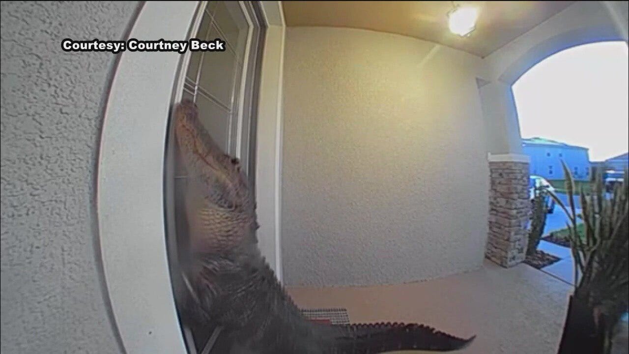 Family shocked to find gator clawing at door