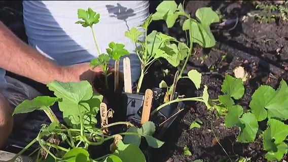 Managing heat-tolerant plants in your garden