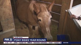 Lovin' Local: Sarah's Pony Rides