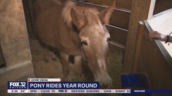 Lovin' Local: Sarah's Pony Rides