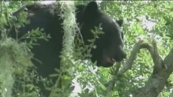 FWC advances bear hunt proposal
