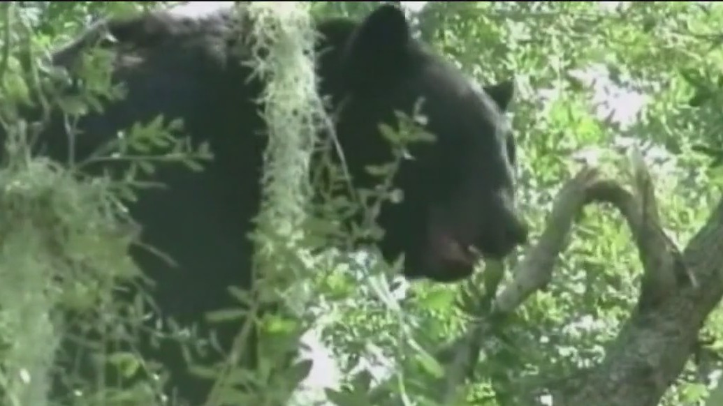 FWC advances bear hunt proposal