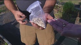 Planting ?cover crops? for the summer