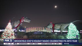 Brookfield Zoo's 'Holiday Magic' celebrating its 39th year