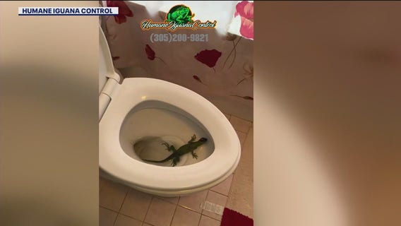 Iguana found in Florida toilet