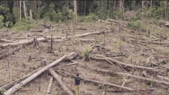 Gold mining is sucking the Amazon dry