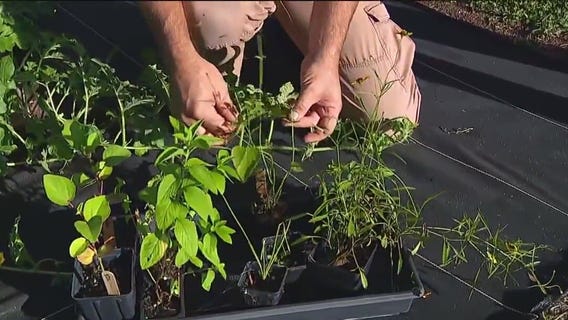 Diversifying your garden for pest control