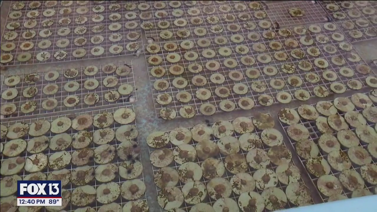 Charley's World | Saving our oceans