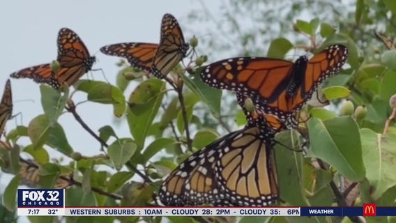 Monarch butterfly population declining, won't receive protections anytime soon