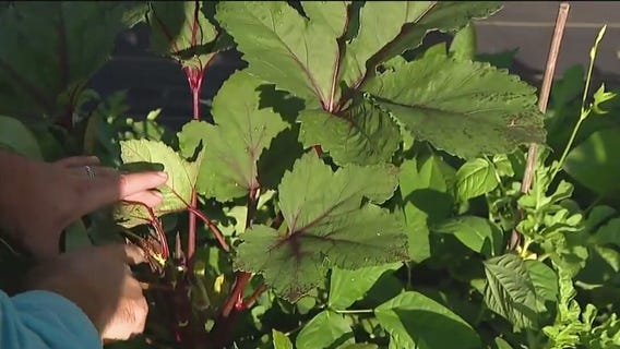 Growing okra in your garden