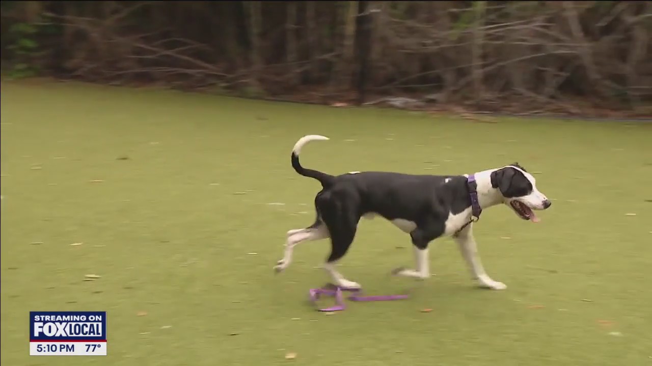 Sarasota County mega adoption event | FOX 13 Tampa Bay