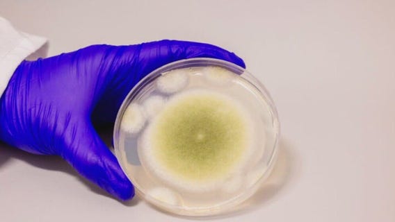 Turning toxic fungus into anti-cancer compound