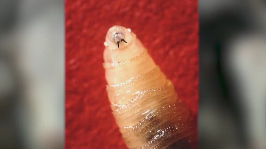 Government plans to open up a fly factory