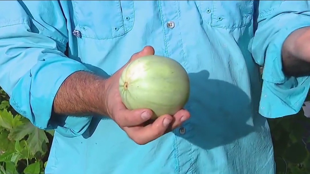 Harvesting melons in your garden