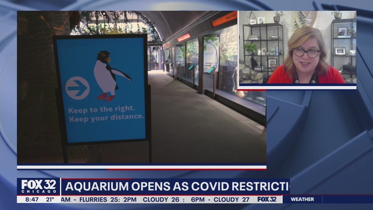 Shedd Aquarium welcomes members back today as COVID restrictions ease