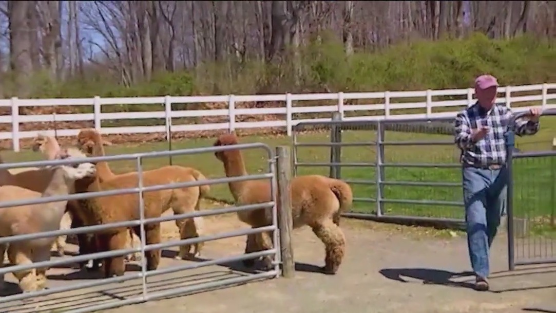 Check out Bluebird Farm Alpacas in New Jersey
