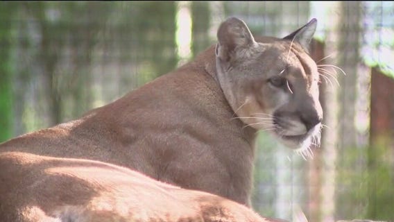 Florida panthers rebound with help from pumas