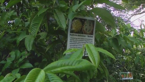 Charley's World | The Ylang Ylang Tree