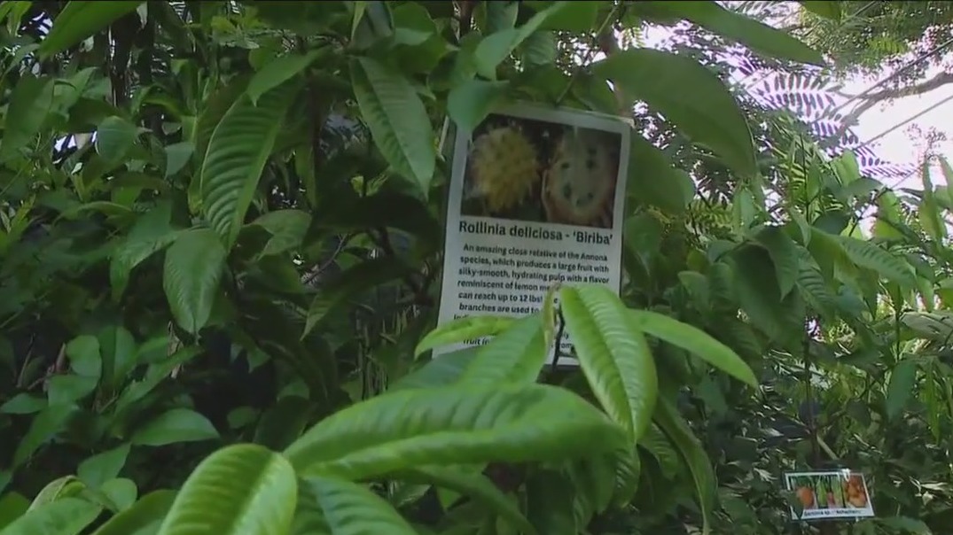 Charley's World | The Ylang Ylang Tree