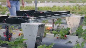 Using AI for targeted weed spraying