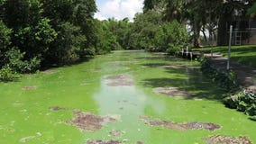 Solving Florida?s toxic algae crisis