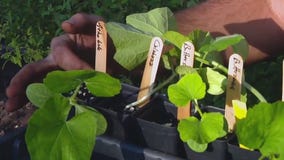Varieties and species of squash