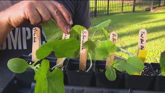 Planting squash for the fall
