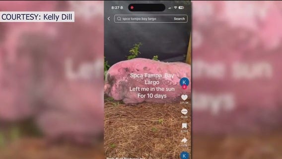 Guilty plea in animal cruelty of 'Waddles' the pig