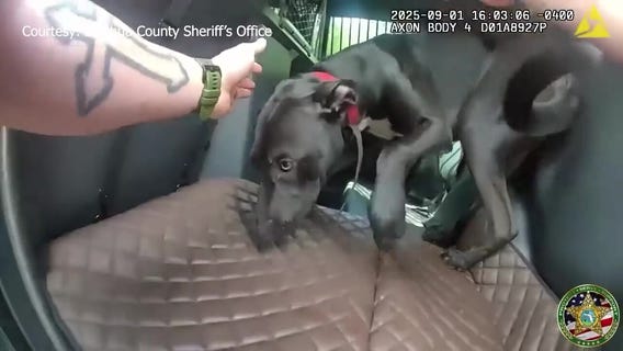 Deputy saves dog stranded in road