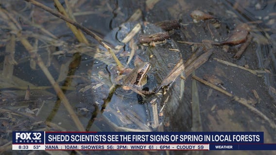 Shedd scientists see the first signs of spring in local forests