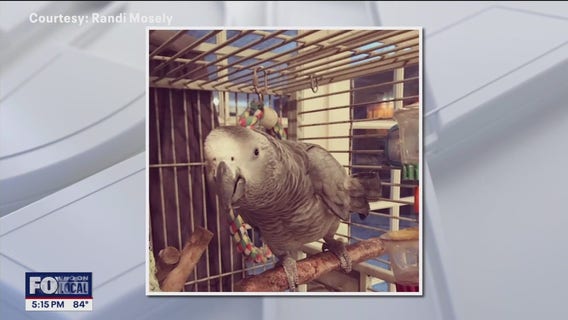 Search for rare parrot stolen from front porch