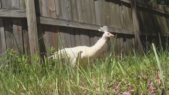 Fate of Pip the peacock unknown because of city rules