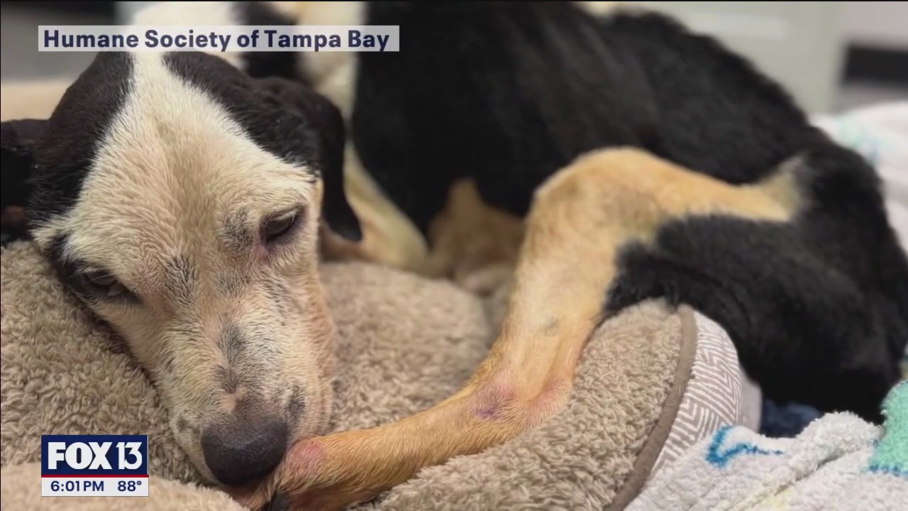 Dogs rescued in animal cruelty case find new home | FOX 13 Tampa Bay